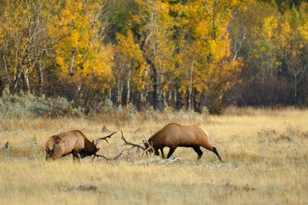 Elk (Cervus elaphus) males. During the breeding season in late September through October Bulls gather cows into herds and check them frequently for their state of estrous. They will vigoursly defend their females from other males and often fights erupt. O  Copyright: x AllCanadaPhotos.comx 1990-8015