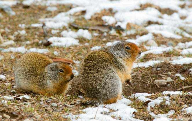 Columbian Ground Squirrel (Spermophilus columbianus) Adults. This colonial estivator and hibernator sleeps 7-8 months of the year starting estivation as early as July in a chamber it seals off from its main tunnels by a plug 2 feet long. While it puts on  Copyright: x AllCanadaPhotos.comx 1990-8038