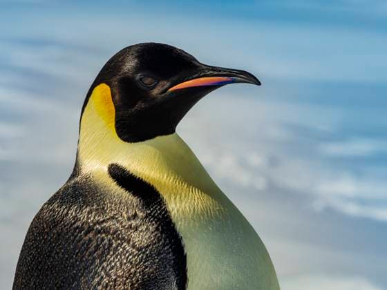 Emperor Penguins (Aptenodytes forsteri) on sea ice, Weddell Sea, Antarctica Weddell Sea Antarctica  Copyright: x xRalphxLeexHopkinsx 6030-18028354