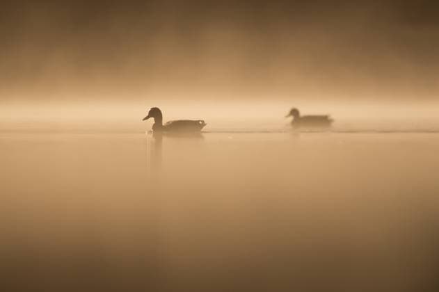 Creative Highlights World Stockenten schwimmen im Morgenlicht auf dem Linsenbergweiher. Rottweil Baden-Württemberg Deutschland *** Mallards swimming in the morning light on the Linsenbergweiher Rottweil Baden Württemberg Germany