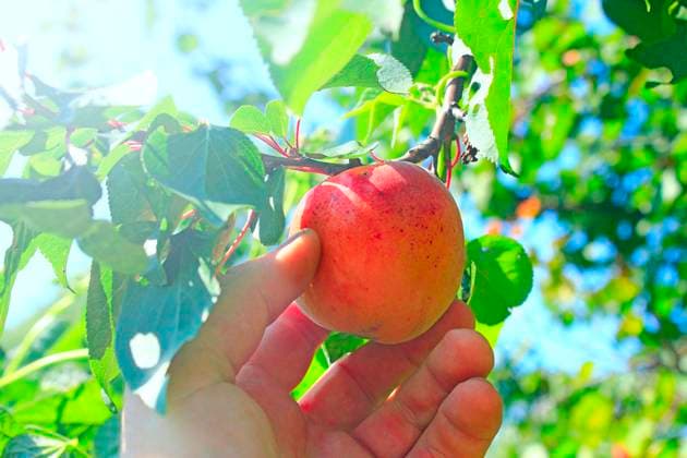 Hand tearing off ripe fruit of apricot Hand tearing off ripe fruit of apricot. Apricot hanging on tree. Harvest of fresh fruits of apricot on tree ,model released, Symbolfoto Copyright: xZoonar.com alexmakx 12127399 ,model released, Symbolfoto ,property released