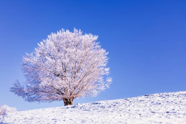 Creative Highlights World  Schneebedeckter Baum auf dem Berg Saleve, Haute Savoie, Frankreich, Europa *** Snow-covered Tree at the mountain Saleve, Haute Savoie, France, Europe Copyright: imageBROKER/KimxPetersen ibxkip10290459.jpg