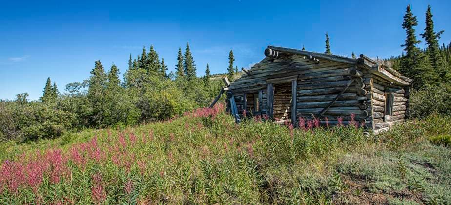 Old cabin at the north end of Aishik Lake, Yukon. The flowers surrounding it havve past their prime.  Copyright: x xAllxCanadaxPhotosx 1990-11065236