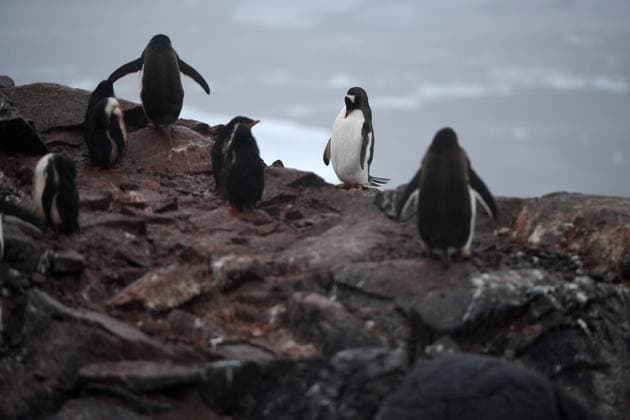ANTARCTIQUE PORT CHARCOT PHOTOPQR VOIX DU NORD PIERRE ROUANET ; 27 02 2024 ; Antarctique, le 27 02 2024. Croisiere dite d expedition vers le continent blanc, la peninsule Antarctique (continent austral, pole sud, Antarctica, south pole, glace, banquise, Iceberg), au dela du cercle polaire, par l operateur touristique francais Exploris (membre de l IAATO tourisme responsable). Deuxieme jour sur la peninsule Antarctique. Port Charcot, ile Booth, Terre de Graham. Manchots papou. PHOTO PIERRE ROUANET LA VOIX DU NORD Feb 2024 So-called expedition cruise to the white continent, the Antarctic peninsula (southern continent, south pole, Antarctica, south pole, ice, pack ice, Iceberg), beyond the polar circle, by the French tourist operator Ex  Copyright: xPHOTOPQR VOIXxDUxNORD MAXPPPxPIERRExROUANETx 20240311VDN5268 20240311VDN5268