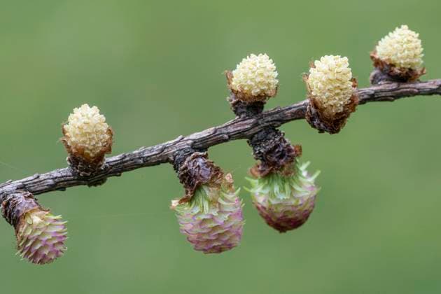 Creative Highlights World  Lärche (Larix decidua), männliche und weibliche Blüten, Emsland, Niedersachsen, Deutschland, Europa *** Larch Larix decidua , male and Female Blossoms, Emsland, Lower Saxony, Germany, Europe Copyright: imageBROKER/ErhardxNerger ibxenh10330861.jpg