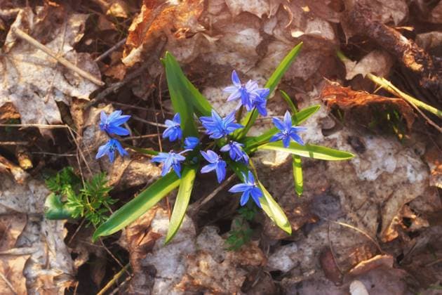 Das alte trockene Laub mit den ersten Frühlingsblumen, den Glockenblumen, auf dem Boden im Park. Blick von oben. *** the Old dry Foliage with the first Spring flowers, the Bluebells, at the Floor at Park View from above 1103000281