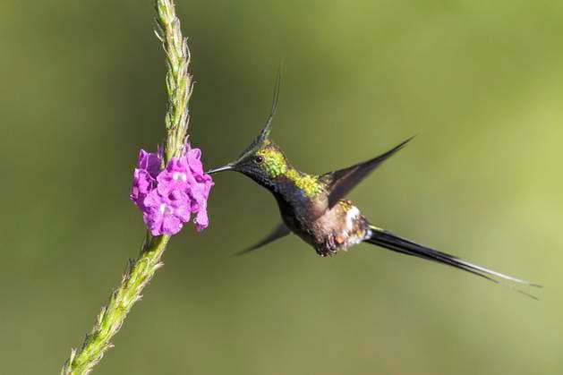 Creative Highlights World Wire-crested Thorntail (Popelairia popelairii) flying while feeding at a flower in Manu National Park, Peru.  Copyright: x xAllxCanadaxPhotosx 1990-12336315