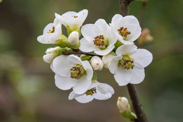  Japanische Zierquitte (Chaenomeles japonica), weiße Form, Tierpark Nordhorn, Niedersachsen, Deutschland, Europa *** Japanese Zierquitte Chaenomeles japonica , Whites Shape, Animal park Nordhorn, Lower Saxony, Germany, Europe Copyright: imageBROKER/ErhardxNerger ibxenh10337271.jpg