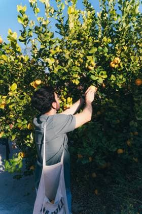 Creative Highlights Symbolbilder A person carefully picks ripe lemons from a lush tree in a home garden, with a cloth bag slung over the shoulder. Model Released IvanAcedo_ID19642_582311_009 Copyright: xIvanxAcedox RECORD DATE NOT STATED