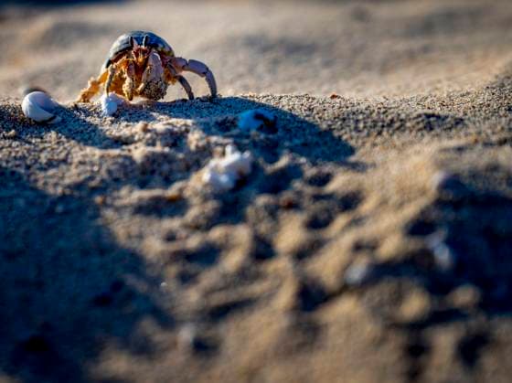 Creative Highlights World A hermit crab making its way across the sandy beach at golden hour casv00248 Copyright: xConnectxImagesx