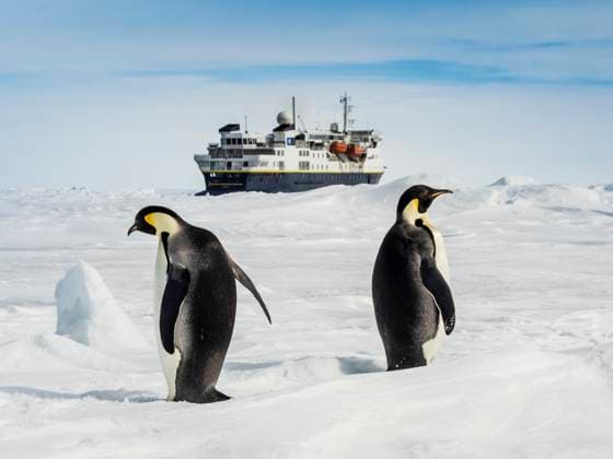 Emperor Penguins (Aptenodytes forsteri) and National Geographic Explorer, Weddell Sea, Antarctica Weddell Sea Antarctica  Copyright: x xRalphxLeexHopkinsx 6030-18028357