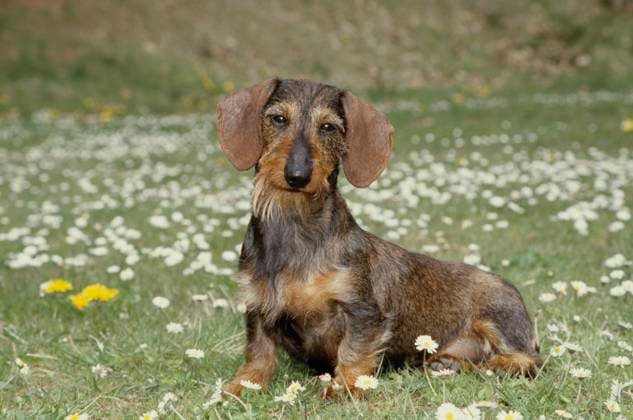 Dachshund in flower field  Copyright: xx 6090-19943703