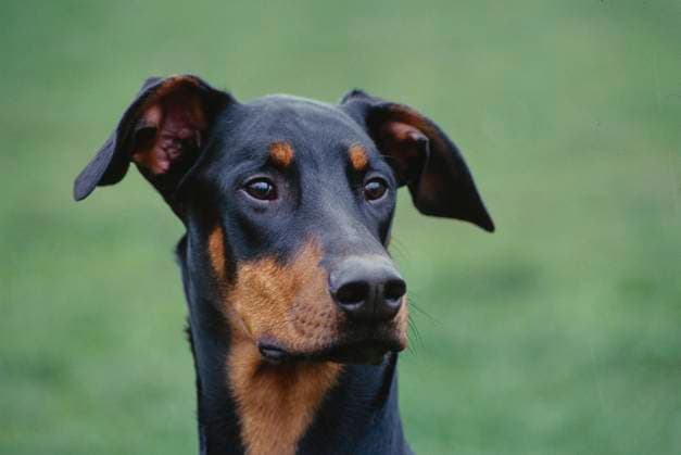 Close up of Doberman laying in field looking ahead  Copyright: xx 6090-19974091