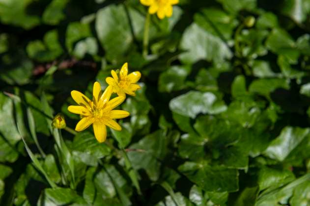 Amsterdam The Netherlands 18th March 2024 Spring colour. Vibrant yellow flowers on Lesser celandines (Ranunculus ficaria). Celandines have the tendency to take over. Gardners who introduce them often regret the decision later. woekeren,
