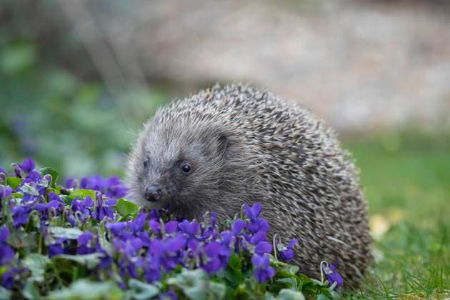 Braunbrustigel (Erinaceus europaeus), erwachsenes Tier, das über blühende Veilchenblüten in einem Garten läuft, England, Großbritannien, Europa *** Brown-chested hedgehog Erinaceus europaeus , adult Animal, the via Flowering Violet flowers in a Garden running, England, Great Britain, Europe Copyright: imageBROKER KevinxSawford ibxksa10342188.jpg