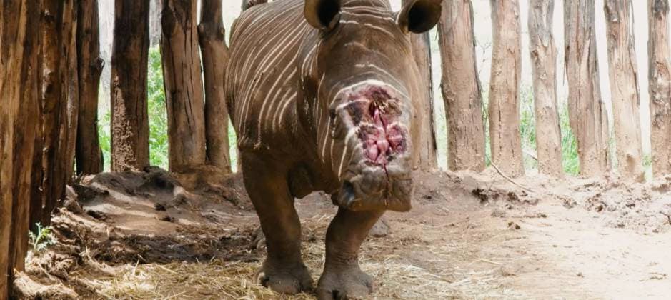 News Themen der Woche KW12 News Bilder des Tages Conservationists use AI to safeguard rhinos after nearly 500 are killed ˜for horns™ Story from Jam Press (AI Rhino Conservation) Pictured: Rhinos in South Africa. Conservationists use AI to safeguard rhinos after nearly 500 are killed ˜for horns™. Conservationists are using AI to safeguard rhinos after nearly 500 were killed last year for their horns. Rhino populations have been decimated due to the unfounded belief that their horns can cure everything from fever to cancers. The horns are also prized as status symbols or ornaments. South Africa is home to most of the world™s rhinos. But there are concerns for their survival after the government said 499 had been hunted last year. That™s 51 more than in 2022. The G  Copyright: xJamxPress WildxAtxLife