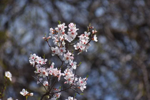 News Themen der Woche KW12 News Bilder des Tages Almond Blossom Trees On Spring Season Beginning March 20, 2024, Srinagar India: White Almond blossom flowers are seen early spring across Badawari garden, the garden is very popular at the end of winter and the beginning of spring, when thousand of almond trees flowering. on March 20, 2024 in Srinagar India. (Photo by Umer Qadir Eyepix Group) Copyright: xUmerxQadir xEyepixxGroupx UQ_20032024_114643JPEG