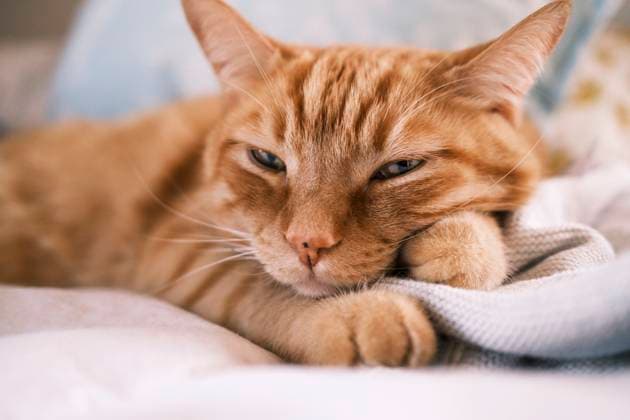 Tired cat lying on the bed Denver, Colorado, United States R_PALI220103-713511-01