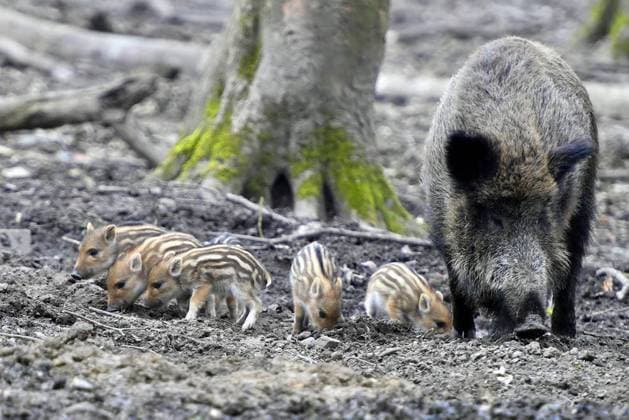 Wild boar in the Hohenstein recreational area in Witten FOR EDITORIAL PURPOSES ONLY EDITORIAL USE ONLY p A wild boar roams through the Hohenstein recreational area in Witten Germany NRW Witten Copyright JürgenxTheobald Copyright: JürgenxTheobald doc7unhmc5u7mh1iurlt22j ,EDITORIAL USE ONLY Copyright: JürgenxTheobald
