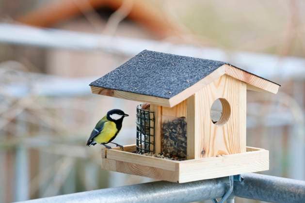 Kohlmeise, Kohl-Meise (Parus major), am Vogelfutterhaeuschen auf einem Balkon, Deutschland great tit (Parus major), at Bird feeder on a balcony, Germany BLWS706359 *** Great tit, Kohl Meise Parus Major , on Vogelfutterhaeuschen at a Balcony, Germany Great Tit Parus Major , AT Bird Feeder ON a balcony, Germany BLWS706359 Copyright: xblickwinkel F.xHeckerx