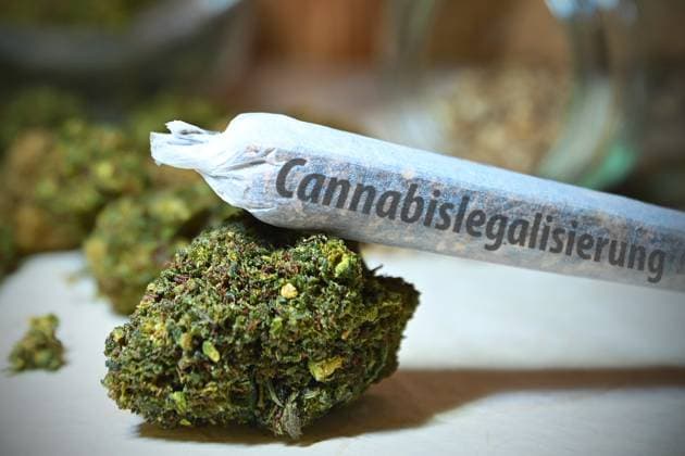 FOTOMONTAGE: Gruenes Licht oder Ausbremsung? Bundesrat entscheidet ueber Cannabis-Freigabeam 22.03.2024.Themenbild Cannabis Legalisierung.Cannabis Anbau. Joint ,Blueten einer Hanfpflanze und Hanfsamen, CANNABIS, Marihuana. THC, *** FOTOMONTAGE Green light or slowing down Federal Council decides on cannabis release on 22 03 2024 theme picture cannabis legalization cannabis cultivation joint, flowers of a hemp plant and hemp seeds, CANNABIS, marijuana THC,
