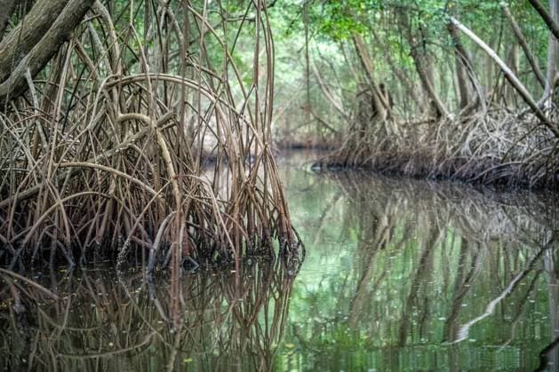Mangrove Tree in Caroni Swamp. Trinidad and Tobago Port of Spain Trinidad Trinidad and Tobago Copyright: xEdwinxRemsbergx xVWPicsx ere_Remsberg_23081125532