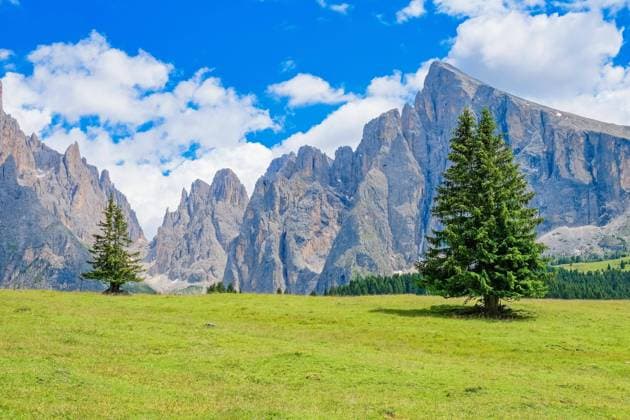  Fichte auf einer Almwiese bei der Langkofelgruppe in den Dolomiten, St. Ulrich, Grödnertal, Italien, Europa *** Spruce at a Almwiese at the Sassolungo Group in the Dolomites, St Ulrich, Val Gardena, Italy, Europe Copyright: imageBROKER/LarsxJohansson ibxljo10356982.jpg