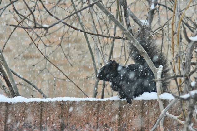 Snowstorm In Toronto, Canada A black squirrel is braving a snowstorm in Toronto, Ontario, Canada, on March 22, 2024. The storm is currently dropping between 10-15 centimeters of snow across the Greater Toronto Area. Toronto Ontario Canada  Copyright: xCreativexTouchxImagingxLtdx originalFilename: friedman-snowstor240322_npMcR.jpg