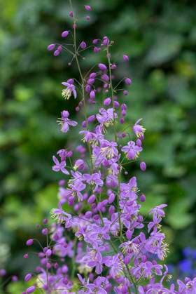 Chinesische Wiesenraute (Thalictrum delavayi), Mecklenburg-Vorpommern, Deutschland, Europa *** Chinese Meadow-rue Thalictrum delavayi , Mecklenburg Western Pomerania, Germany, Europe Copyright: imageBROKER HelmutxMeyerxzurxCapellen ibxmzc10332140.jpg