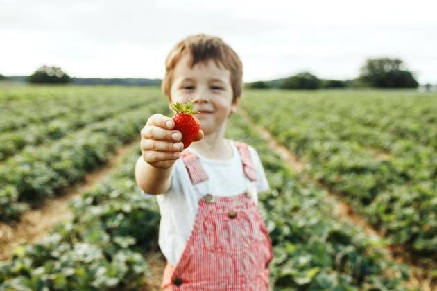Creative Highlights Symbolbilder Boy showing strawberry in field model released, Symbolfoto, ELMF00009