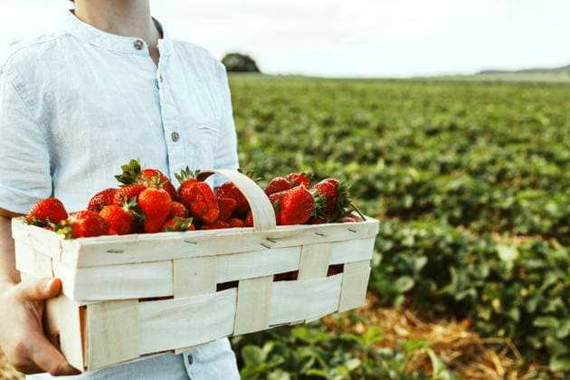 Boy holding crate of strawberries in field model released, Symbolfoto, ELMF00011