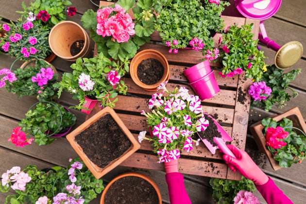 Woman gardening pink flowers at balcony garden model released, Symbolfoto property released, GWF08014