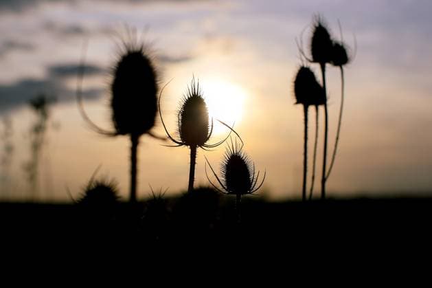 Creative Highlights World 19.03.2024, Wuppertal, Silhouette Wilde Karde im Gegenlicht bei Sonnenuntergang NRW Nordrhein-Westfalen Deutschland *** 19 03 2024, Wuppertal, Silhouette of wild card against the light at sunset NRW North Rhine-Westphalia Germany