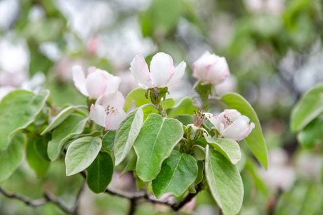 Blossoming quince flowers in spring in Tbilisi, Georgia Blossoming quince flowers in spring in Tbilisi, Georgia. High quality photo. Copyright: xZoonar.com ViktoryiaxVinnikavax 19518637