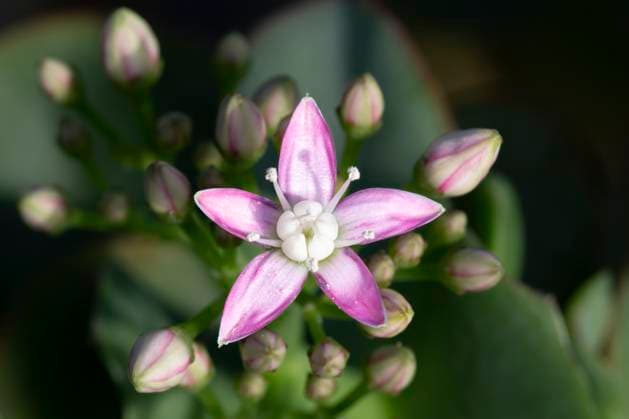 Creative Highlights World Gewelltblättriges Dickblatt (Crassula arborescens, subspec undulatifolia), Südafrika, Afrika mcpins *** Crassula arborescens, subspec undulatifolia , South Africa, Africa mcpins mcpins