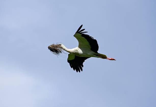 24.03.2024, xpsx, Lokal Hanau, Storch v.l. Storch fliegt Nestbau, Rossdrof Hessen Deutschland (DEU) *** 24 03 2024, xpsx, local Hanau, stork v l stork flies nest building, Rossdrof Hessen Germany DEU