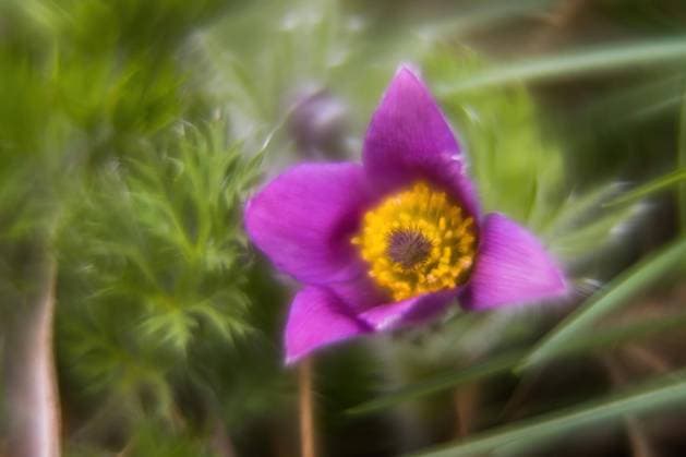 Makroaufnahme einer Küchenschelle (Pulsatilla vulgaris), Hessen, Deutschland, Europa *** Macro shot a Küchenschelle Pulsatilla vulgaris , Hesse, Germany, Europe Copyright: imageBROKER WilfriedxMartin ibxwma10377985.jpg