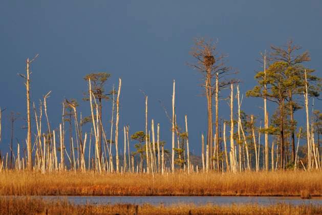 Creative Highlights World Coastal landscapes in Maryland s Blackwater Wildlife Refuge. Cambridge, Maryland, United States R_STBU240322-1376368-01