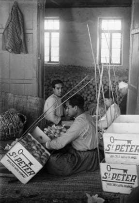 JAFFA: ORANGES, c1910. Workers packing oranges into crates at a packing house in Jaffa, Tel Aviv, c1910.  Copyright: xGRANGERx xGRANGERx 0131017