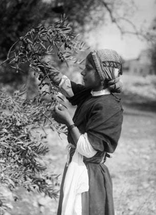 PALESTINE: OLIVES, c1910. A young woman picking olives in Palestine. Photograph, c1910.  Copyright: xGRANGERx xGRANGERx 0131019