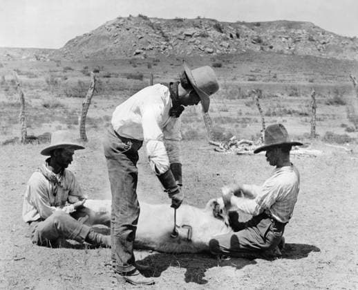 COWBOYS: BRANDING CATTLE. Three cowboys branding a cow. Photograph by Erwin E. Smith, c1910.  Copyright: xGRANGERx xGRANGERx 0175083
