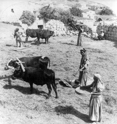 Palestine: Women winnowing corn with oxen, Bethlehem area, c. 1900 Palestine (Arabic: ÙÙ Ø³Ø·ÙäÙÜŽ Filasá¹­Ä«n, Falasá¹­Ä«n, Filisá¹­Ä«n; Greek: Î Î±Î»Î±Î¹ÏƒÏ Î¯Î½Î·, PalaistinÄ ; Latin: Palaestina; Hebrew: ×¤×œ× ×ª×™× × Palestina) is a name given to the geographic region between the Mediterranean Sea and the Jordan River. The region is also known as the Land of Israel (Hebrew: ××¨×¥Ö¾×™× ×¨××œ Eretz-Yisra el), the Holy Land and the Southern Levant.<br ><br > In 1832 Palestine was conquered by Muhammad Ali s Egypt, but in 1840 Britain intervened and returned control of the Levant to the Ottomans in return for further capitulations. The end of the 19th century saw the beginning of Zionist immigration and the Revival of the Hebrew lang Copyright: xxPicturesxFromxHistoryx