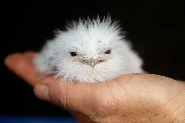 Entertainment Themen der Woche KW13 Zoo Miami is celebrating a historic moment as it welcomes its first-ever baby tawny frogmouth bird. Often mistaken for an owl, Tawny Frogmouths are short and stout birds that measure between 10 and 20 inches and weigh up to 1.5 lbs. The chick™s parents were introduced to each other at the Zoo in November 2023 and began nesting in February 2024. Born on 28 February 2024, the chick is the sole offspring of the pair. During the first several days of its life, the chick was removed by zookeeper to check its weight and ensure it was developing normally. After each check, the chick was promptly returned to the nest where its parents continued to care for it. The chick will be primarily raised by its parents, with zookeepers intervening only if Copyright: xx 53598742