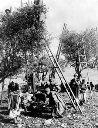 Palestine: Palestinians harvesting olives near Jerusalem, c. 1910 Palestine (Arabic: ÙÙ Ø³Ø·ÙäÙÜŽ Filasá¹­Ä«n, Falasá¹­Ä«n, Filisá¹­Ä«n; Greek: Î Î±Î»Î±Î¹ÏƒÏ Î¯Î½Î·, PalaistinÄ ; Latin: Palaestina; Hebrew: ×¤×œ× ×ª×™× × Palestina) is a n ame given to the geographic region between the Mediterranean Sea and the Jordan River. The region is also known as the Land of Israel (Hebrew: ××¨×¥Ö¾×™× ×¨××œ Eretz-Yisra el), the Holy Land and the Southern Levant.<br ><br > In 1832 Palestine was conquered by Muhammad Ali s Egypt, but in 1840 Britain intervened and returned control of the Levant to the Ottomans in return for further capitulations. The end of the 19th century saw the beginning of Zionist immigration and the Revival of the Hebrew lang Copyright: xxPicturesxFromxHistoryx