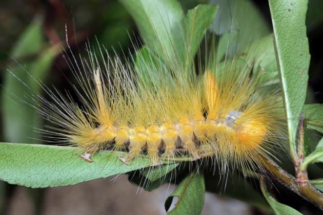 Creative Highlights World Traegspinner, Calliteara horsfieldii (Calliteara horsfieldii), Raupe, Traegspinner aus dem tropischen Sued- und Suedostasien Horsfield s tussock moth (Calliteara horsfieldii), Caterpillar, moth from tropical South and Southeast Asia BLWS706756 *** Traegspinner, Calliteara horsfieldii Calliteara horsfieldii , Caterpillar, Traegspinner from the tropical Sued and South East Asia horsfield S Tussock Moth Calliteara horsfieldii , Caterpillar, Moth from Tropical South and Southeast Asia BLWS706756 Copyright: xblickwinkel W.xWillnerx