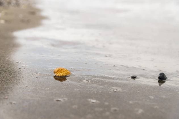  Eine einsame Muschel steht an einem nassen Sandstrand, während die Flut zurückgeht und eine strukturierte Oberfläche mit Wasserblasen und eine kleinere Muschel in der Nähe am ruhigen Ufer zurücklässt *** a Lonely Mussel is to a wet Sandy beach, during the Flood goes back and a structured Surface with Water bubbles and a smaller Mussel in the Proximity on quiet Shore leaves behind Copyright: imageBROKER/joseantona ibxjhh10388873.jpg