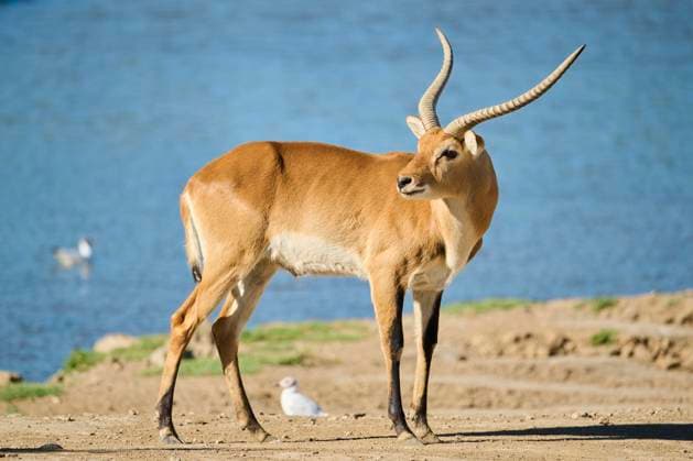 Creative Highlights World Letschwe (Kobus leche) neben einem Wasserteich in der Wüste, captive, Vertrieb Afrika *** Letschwe Kobus leche next to a Water pond in the Desert, captive, Distribution Africa Copyright: imageBROKER/Davidx&xMichaxSheldon ibxshe10391184.jpg
