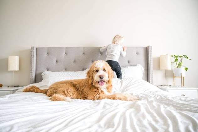 Creative Highlights Symbolbilder Bernedoodle dog on bed with young girl jumping Syracuse, Utah, United States R_WMWJ211219-887428-01 ,model released, Symbolfoto
