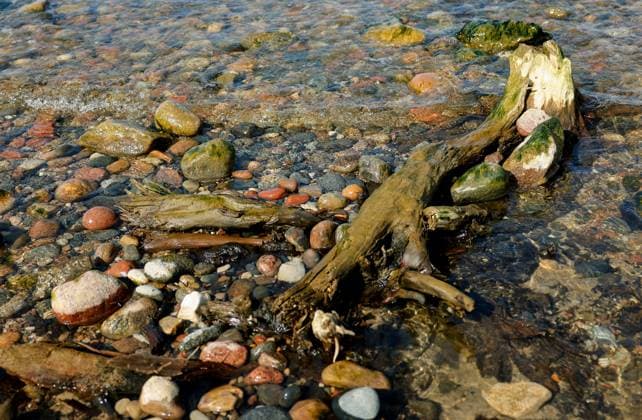 Creative Highlights World Russia Environment Fossilized Forest 8651167 27.03.2024 A view shows the shore of the Baltic Sea where the water receded, making visible the stumps of relict trees in Zelenogradsk, Kaliningrad region, Russia. Vitaly Nevar Sputnik Zelenogradsk Kaliningrad Region Russia  Copyright: xVitalyxNevarx