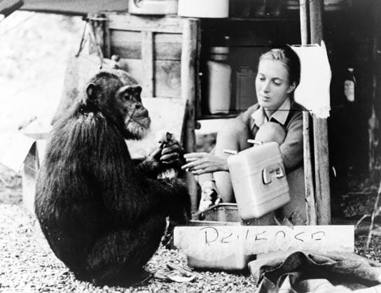 JANE GOODALL (1934- ). British conservationist and zoologist. With the chimpanzee David Greybeard. Photograph, 1965.  Copyright: xGRANGERx xGRANGERx 0621788